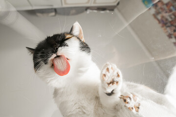 Close-up of cat grooming on its back in mirror reflection