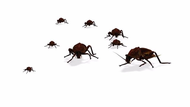 Moving or running big cockroaches with white and green screen background motion video clip
