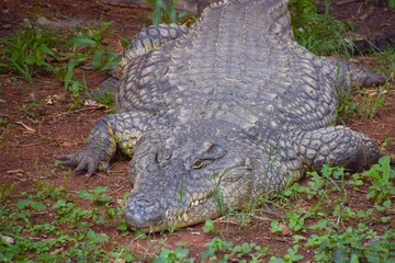 Obraz premium A Nile crocodile