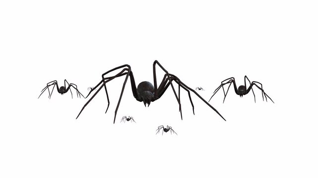 Many spiders running in forest or mud with white backgrounds or green screen or chroma key video art clip