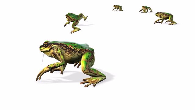 frog on white background running or walking for food 