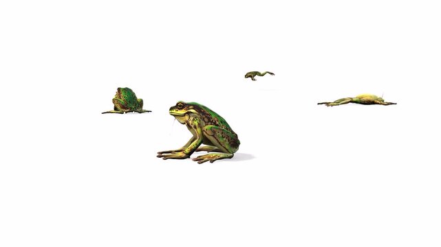 frog sitting on a branch with white background or chroma key video clip motion
