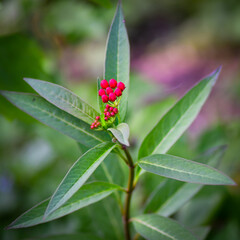 ladybird on a flower