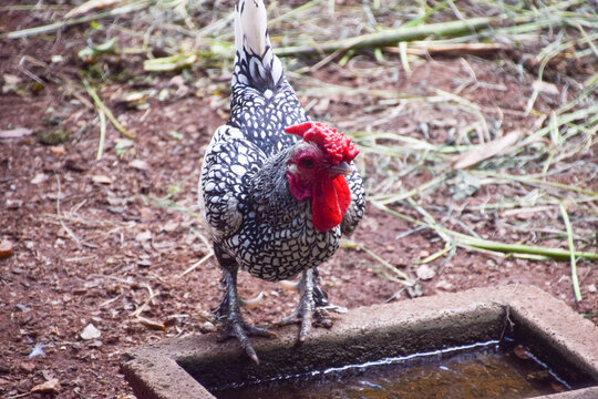 A male Sebright chicken