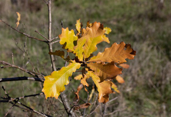yellowed oak leaves against a bright blue sky in the rising morning sun