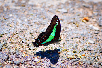 butterfly on the beach