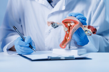 Healthcare professional gynecologist examining female reproductive system model for medical study,...