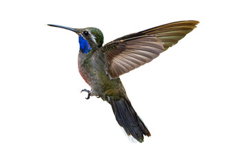 Obraz premium Blue-throated Hummingbird (Lampornis clemenciae) Photo, From the Side, Wings Extended, in Flight Over a Transparent Isolated PNG Background