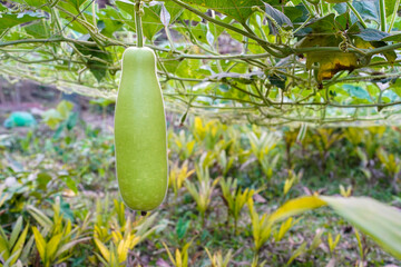 Light green bottle gourd hanging from a vine in a garden