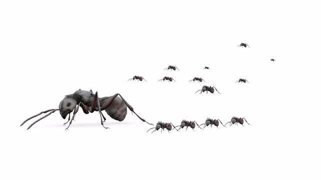 Grey ants moving rapidly for food with white background screen or chroma key video clip