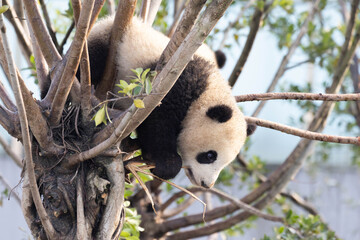 Obraz premium Close up happy Little Panda on the Tree, Chengdu Panda Base, China