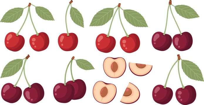 Cherry fruit vector set with red and dark berries, sliced halves and green leaves for healthy food design
