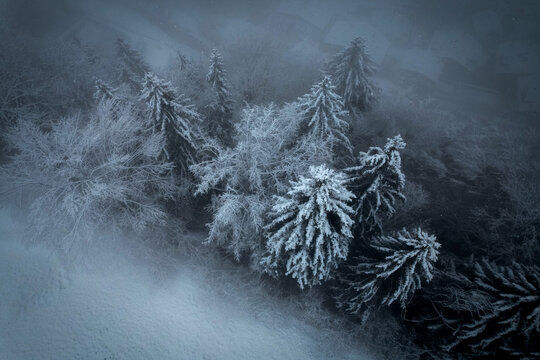 Aerial view of snow-laden evergreens, their frosted branches reaching skyward amidst a dense, ethereal fog, Champery, Valais, Switzerland.