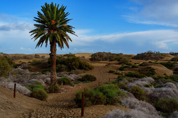 Lone Palm Tree Rising Above Dunes and Desert Shrubs
