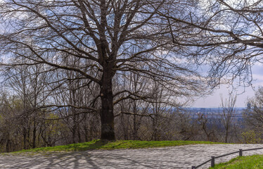 Park in Munich with big tree