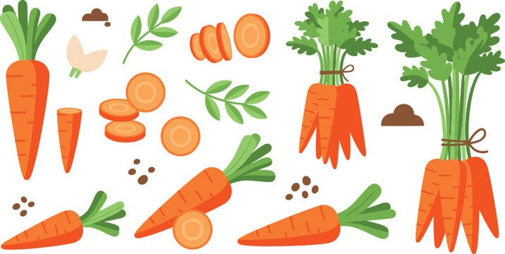 Fresh carrot vegetable illustration set with whole, sliced and bundled roots for organic farming and healthy food design