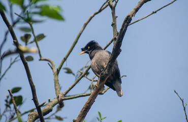 Fototapeta premium Jungle Myna bird perched on a bare branch of a citrus tree against a blue sky.