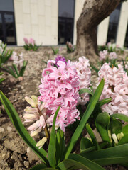 hyacinth flowers on the flowerbed in the park outdoor