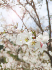 Cherry blossoms on blurred background