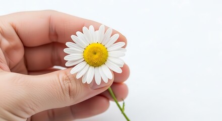 Hand holding a single white daisy flower with yellow center on white background 