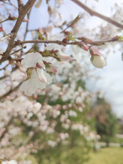 Cherry blossoms on blurred background