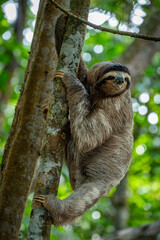 sloth in a tree © Jesca