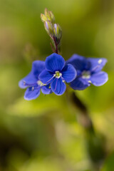 Summer meadows with blooming blue wildflowers. Floral decoration or floral pattern wallpaper or background for design
