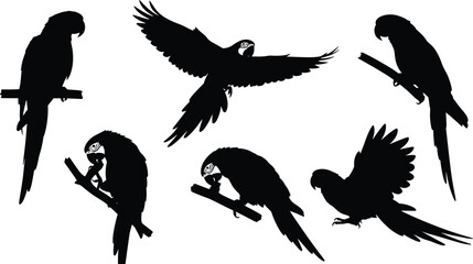 Obraz premium Set of macaw and parrot silhouettes in various poses including flying and perching on branches isolated on white background for design