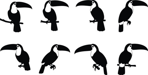 Obraz premium Set of toucan silhouettes in various poses perching on branches and standing isolated on white background for tropical nature designs
