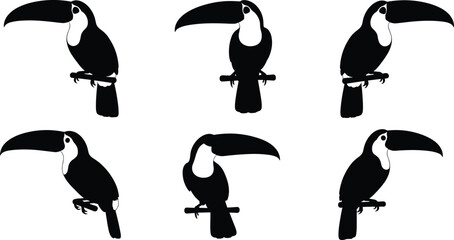 Obraz premium Set of toucan silhouettes in various poses perching on branches isolated on white background for tropical and exotic nature designs