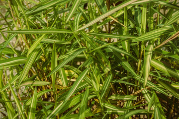 Rhythms of Variegated Green. Capturing the linear harmony of striped foliage, symbolizing growth and the vibrant, interlacing patterns found in decorative garden grasses.