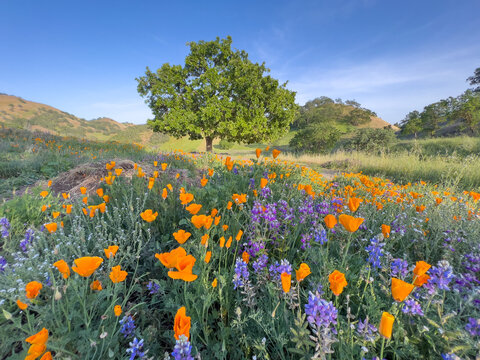California poppies and lupine fill the frame on a colorful spring day in Northern California