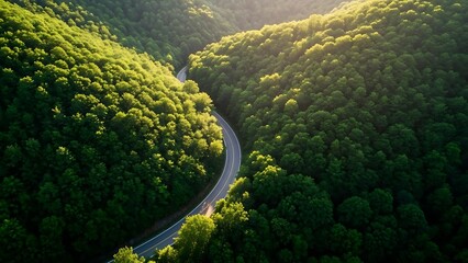 Winding road through lush forest