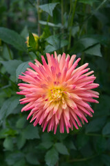 Semi-cactus Dahlia Foliage background
