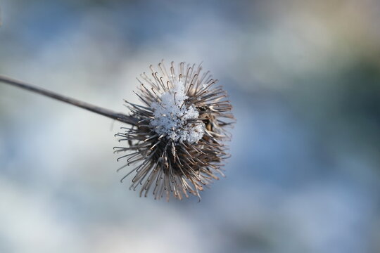Vertrocknete Distel mit Schnee bedeckt