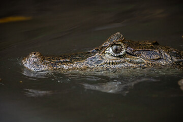 Obraz premium Close-up of spectacled caiman (Caiman crocodilus) partially submerged in water, detailed portrait of freshwater crocodilian, wild reptile in natural habitat with calm and moody atmosphere