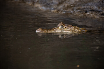 Obraz premium Close-up of spectacled caiman (Caiman crocodilus) partially submerged in water, detailed portrait of freshwater crocodilian, wild reptile in natural habitat with calm and moody atmosphere