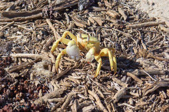 Morze Czerwone. Egipt. Hamata. Kab duch-zjawa.