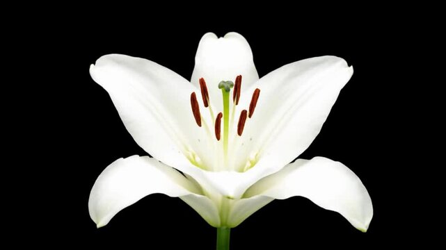 Elegant white lily in exquisite full bloom, showcasing delicate petals and rich stamens against a striking deep black background, symbolizing purity and natural beauty with vivid contrast