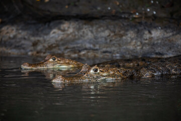 Two spectacled caimans (Caiman crocodilus) partially submerged in calm river water, freshwater crocodilians resting close together, tropical wildlife scene in natural habitat