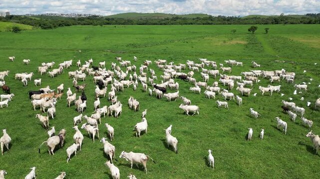 Vista a&eacute;rea de grande rebanho bovino em pastagem verde, agroneg&oacute;cio e produ&ccedil;&atilde;o sustent&aacute;vel no Brasil.