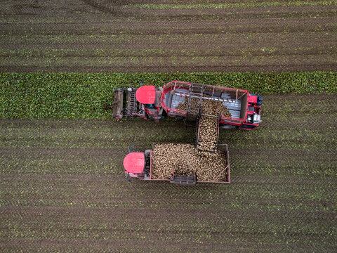 Aerial view of a red sugar beet harvester in a field during autumn harvest, Gnevkow, Mecklenburg-Vorpommern, Germany