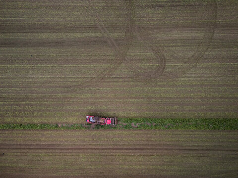 Aerial view of a red sugar beet harvester in a field during autumn harvest, Gnevkow, Mecklenburg-Vorpommern, Germany