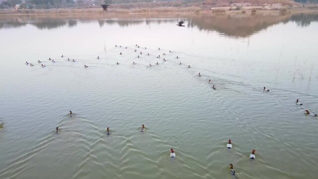 Aerial view of ducks swimming in the still waters of Kallar Kahar Lake, creating ripples in the water, Kallar Kahar, Punjab, Pakistan.