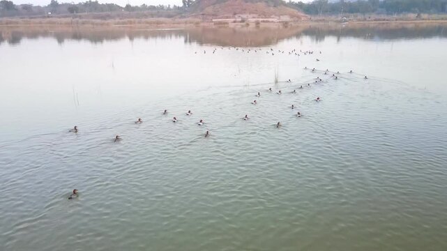 Aerial view of ducks swimming in the serene Kallar Kahar Lake, their wakes creating gentle patterns across the water, Kallar Kahar, Punjab, Pakistan.