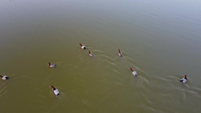 Aerial view of many ducks swimming in the expansive Kallar Kahar lake, their white bodies contrasting against the murky green water, Kallar Kahar, Punjab, Pakistan.