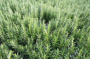 Rosemary herb, growing herbs in the garden, agriculture plantation, gardening and planting season, repot plant in spring