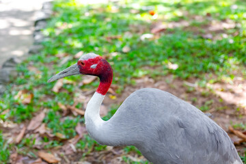 Fototapeta premium Side profile of a Sarus crane standing on grass, with a red head and gray plumage