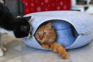 Curious black and white cat investigates ginger cat in a cozy felt bed © Nataliya