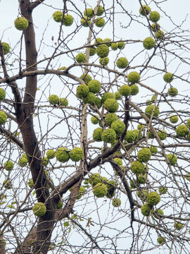 Tree with green Osage orange fruits in early autumn